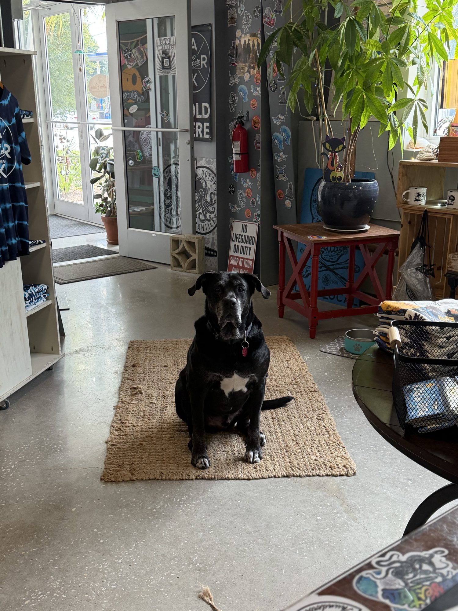 Black shop dog sitting on a woven rug inside Black Octopus Mercantile