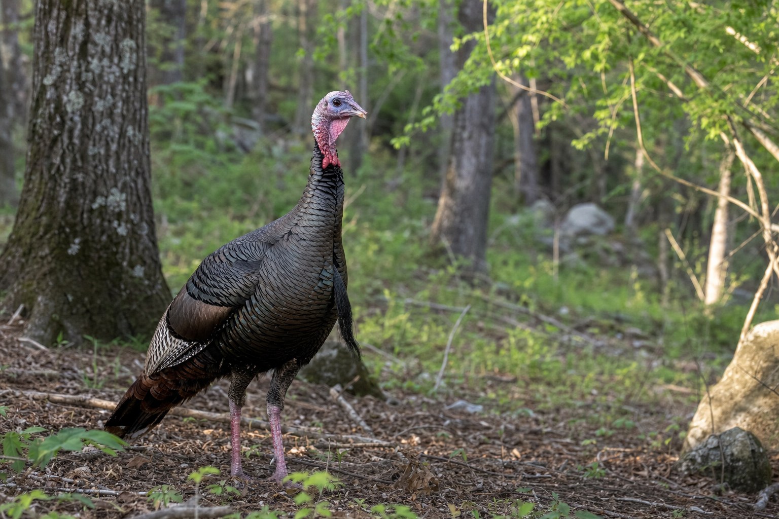 Wild turkey gobbler standing in a spring hardwood forest
