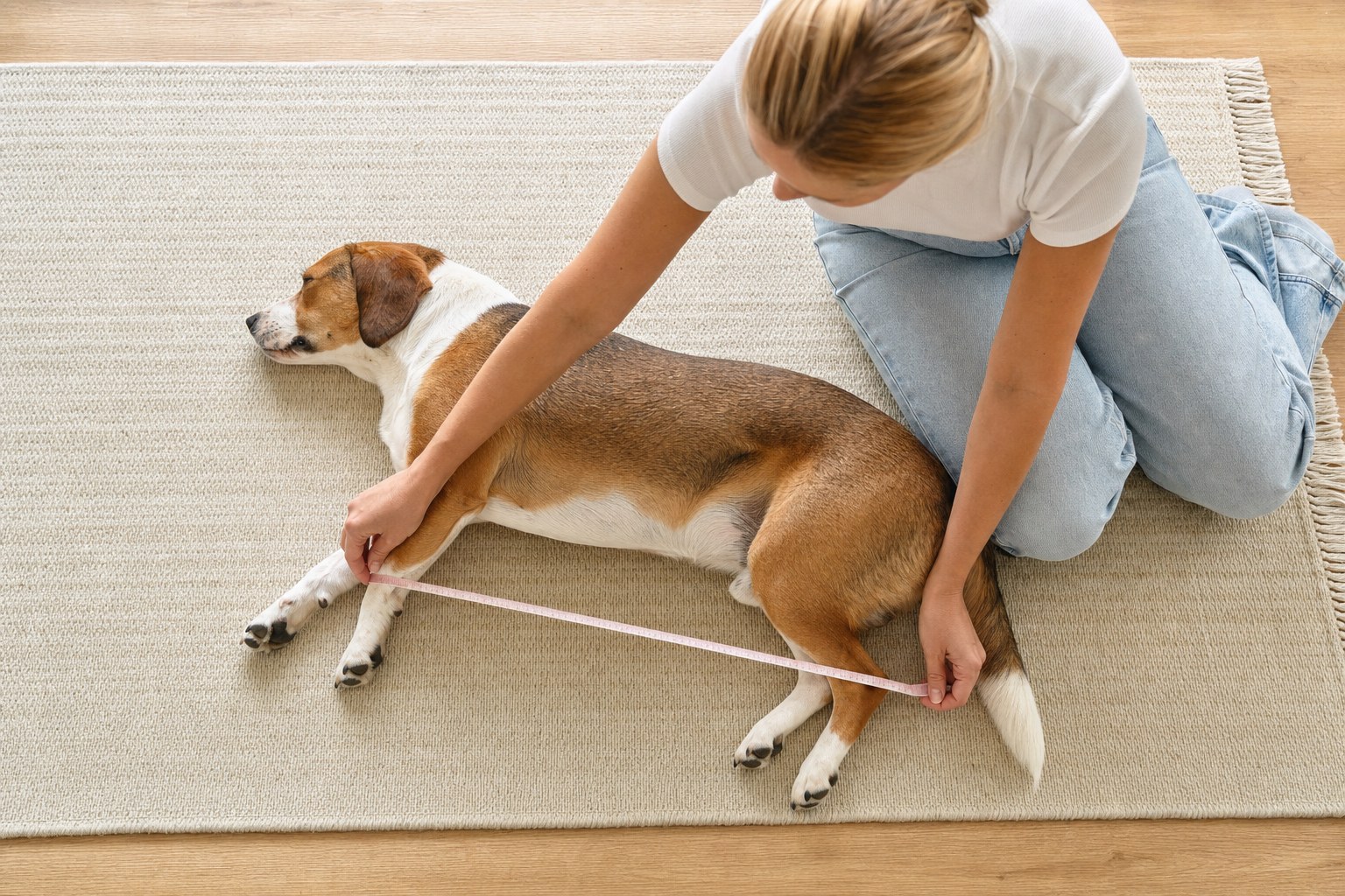 Person measuring a dog lying comfortably on a rug