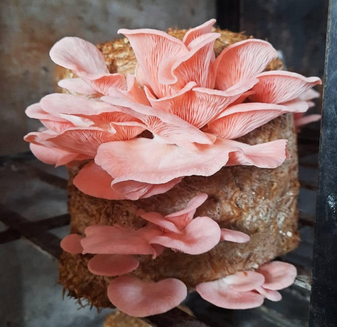 Pink oyster mushrooms fruiting from substrate