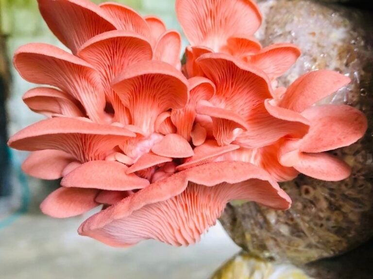 Fresh pink oyster mushroom cluster