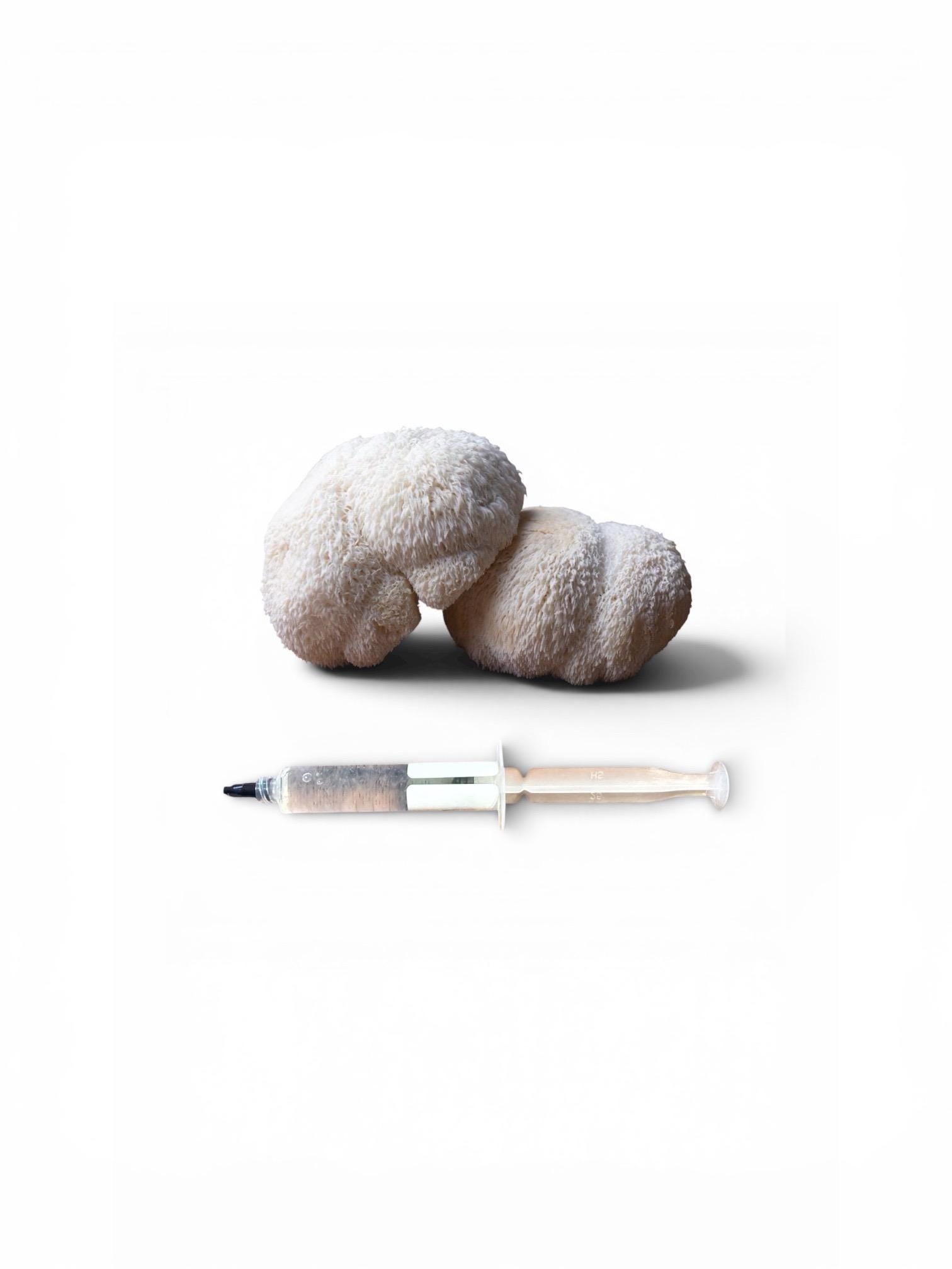 Gourmet Medicinal Mushroom Liquid Culture Syringe (Hericium/Pleurotus and more)