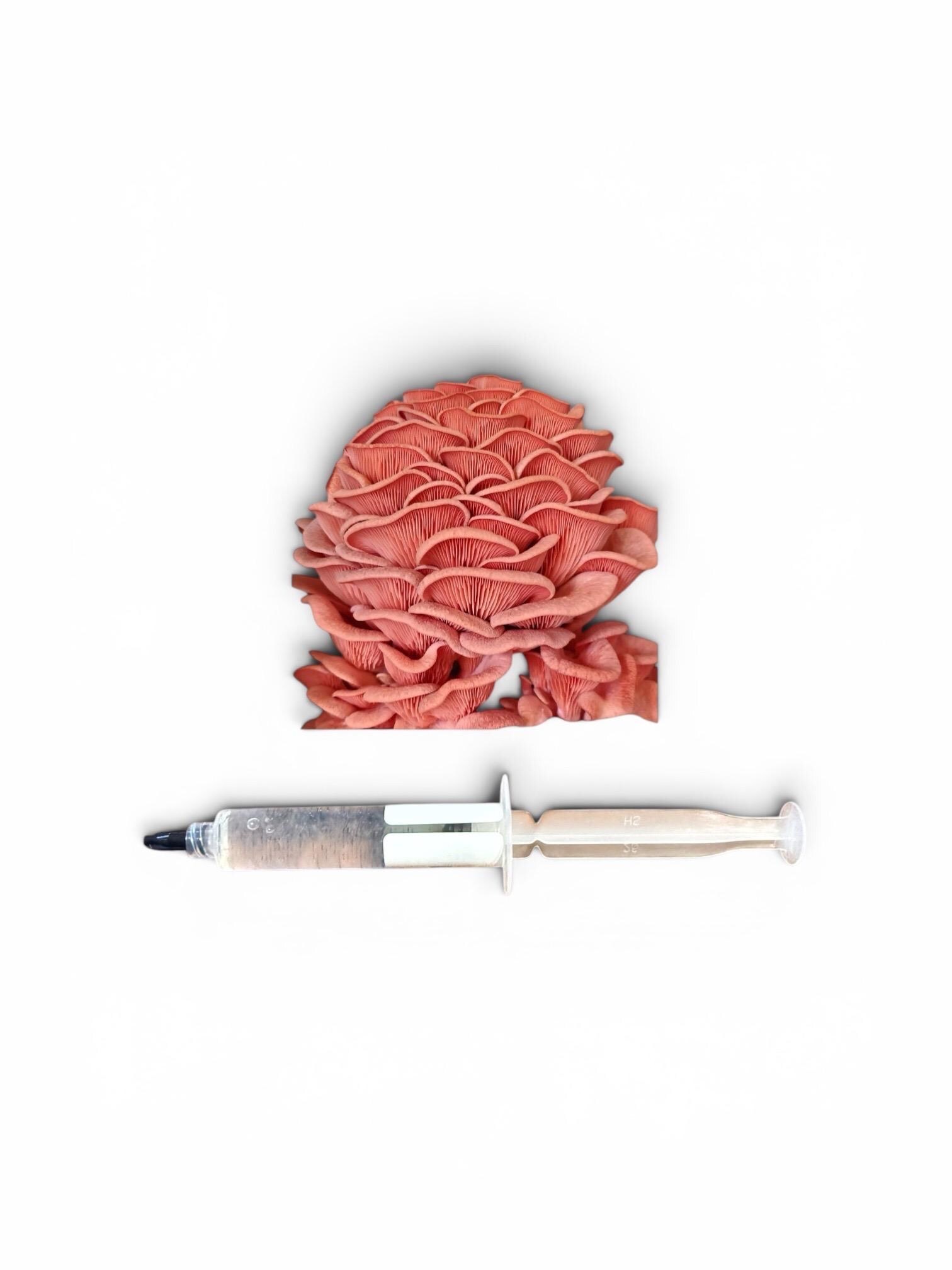 Gourmet Medicinal Mushroom Liquid Culture Syringe (Hericium/Pleurotus and more), product view 10