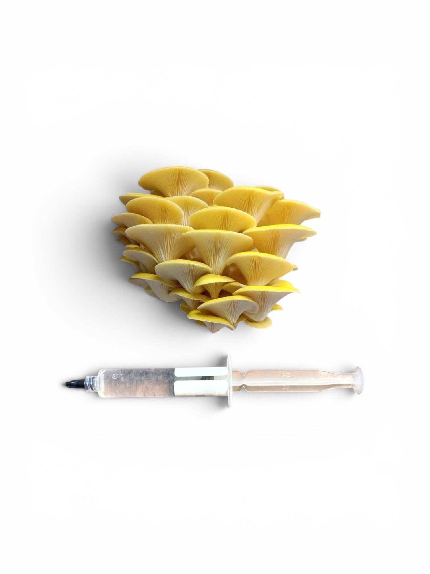 Gourmet Medicinal Mushroom Liquid Culture Syringe (Hericium/Pleurotus and more), product view 12