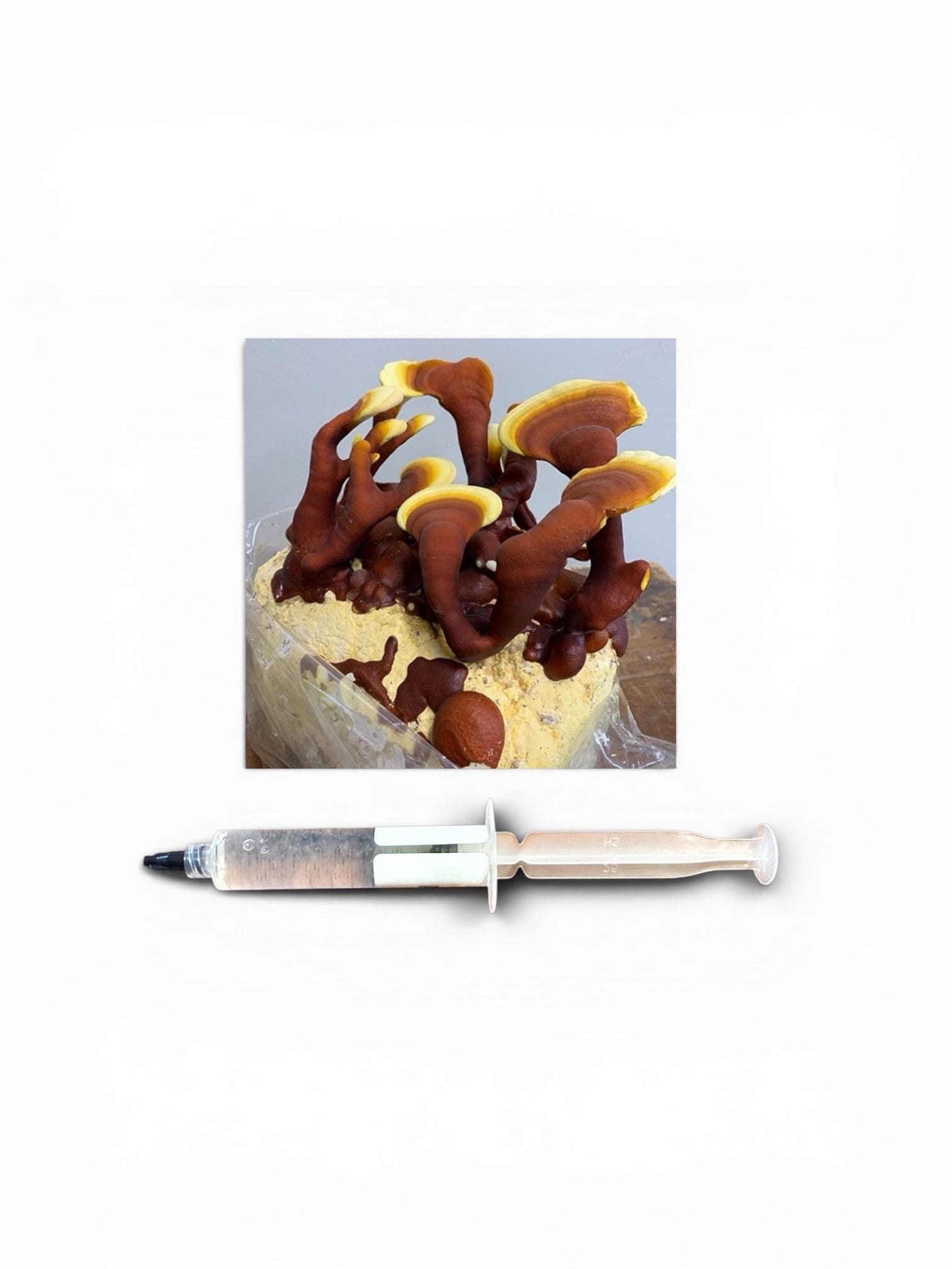 Gourmet Medicinal Mushroom Liquid Culture Syringe (Hericium/Pleurotus and more), product view 2
