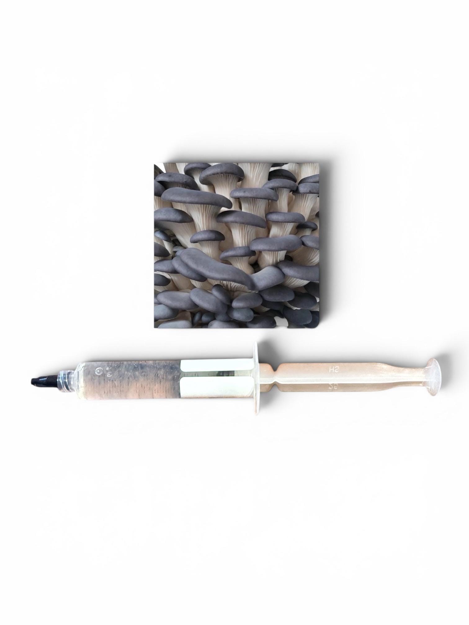 Gourmet Medicinal Mushroom Liquid Culture Syringe (Hericium/Pleurotus and more), product view 3