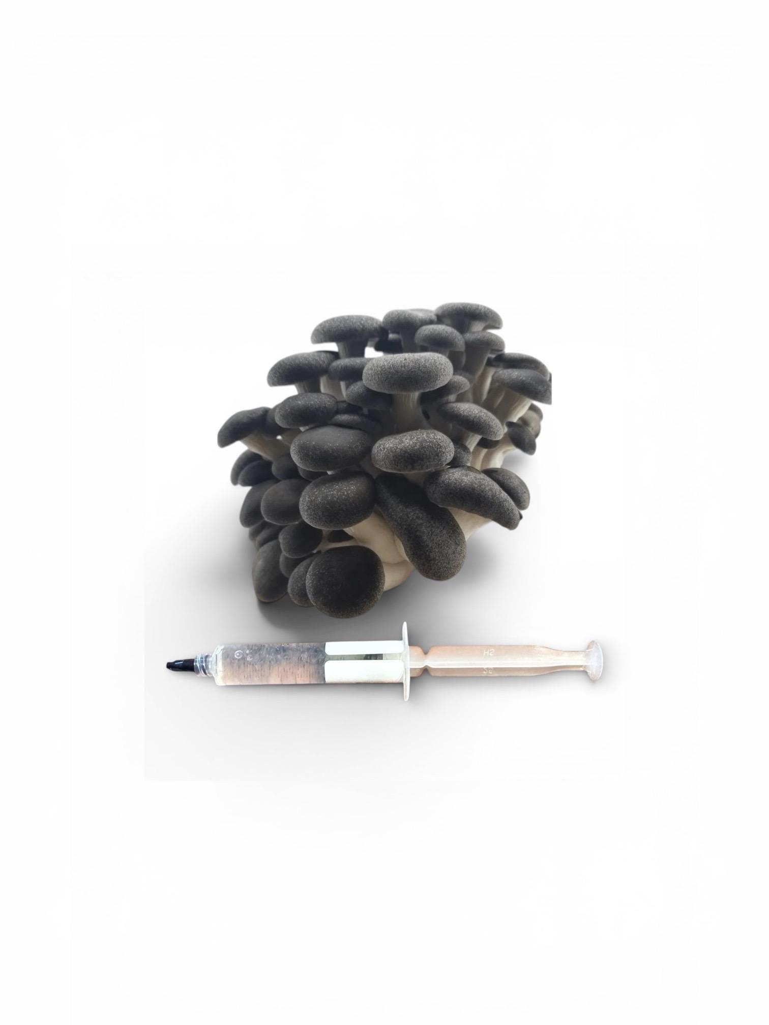 Gourmet Medicinal Mushroom Liquid Culture Syringe (Hericium/Pleurotus and more), product view 4