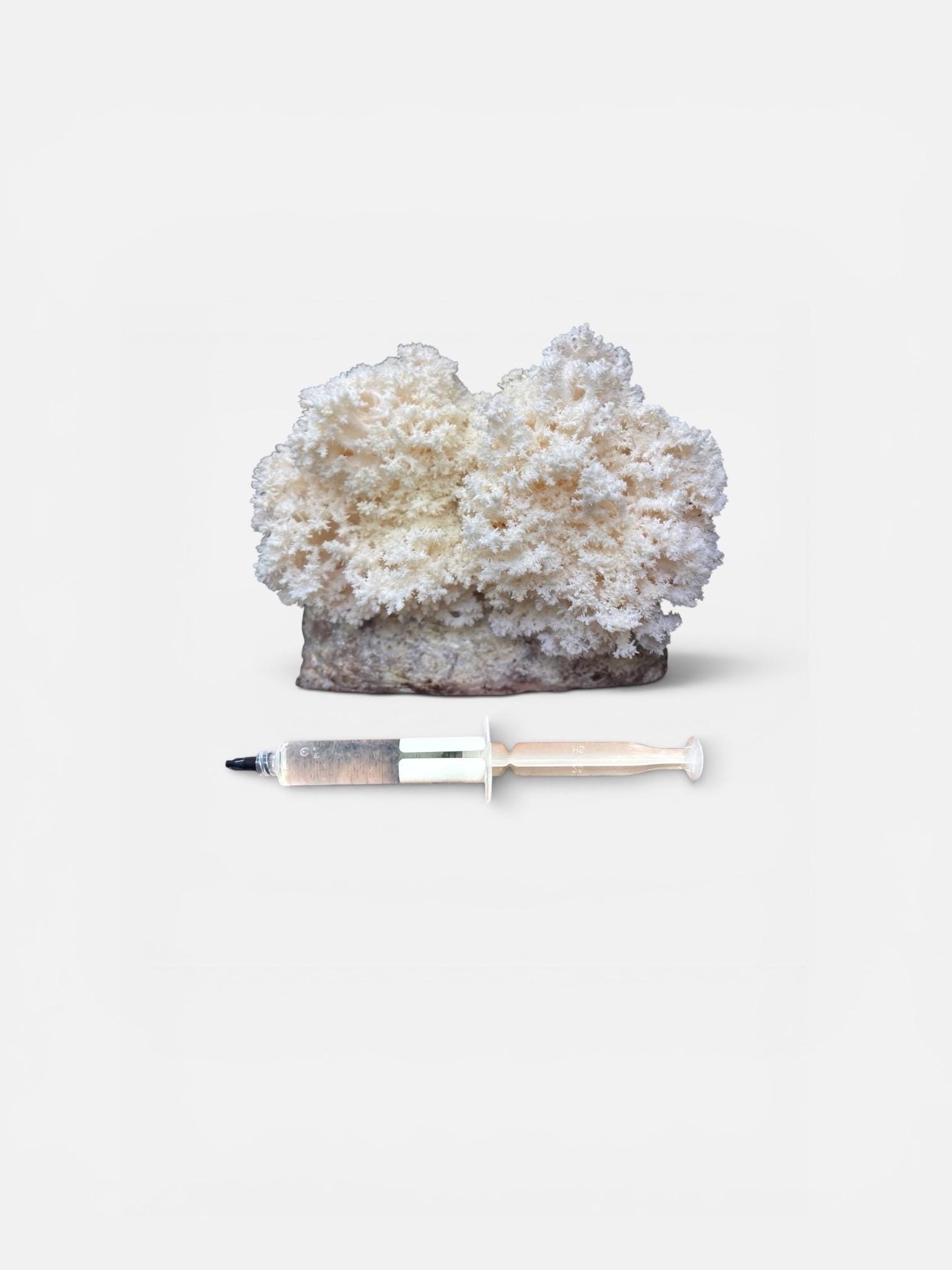 Gourmet Medicinal Mushroom Liquid Culture Syringe (Hericium/Pleurotus and more), product view 6