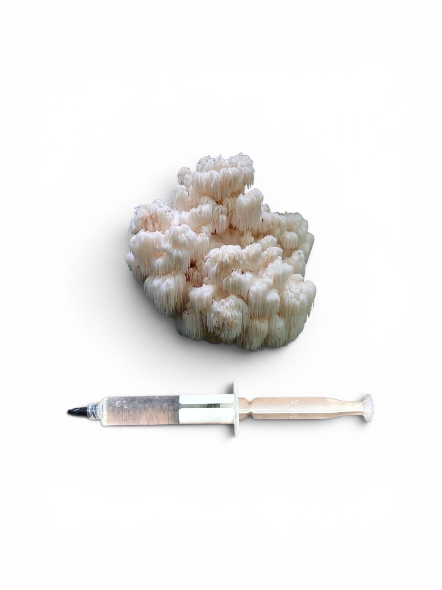 Gourmet Medicinal Mushroom Liquid Culture Syringe (Hericium/Pleurotus and more), product view 7