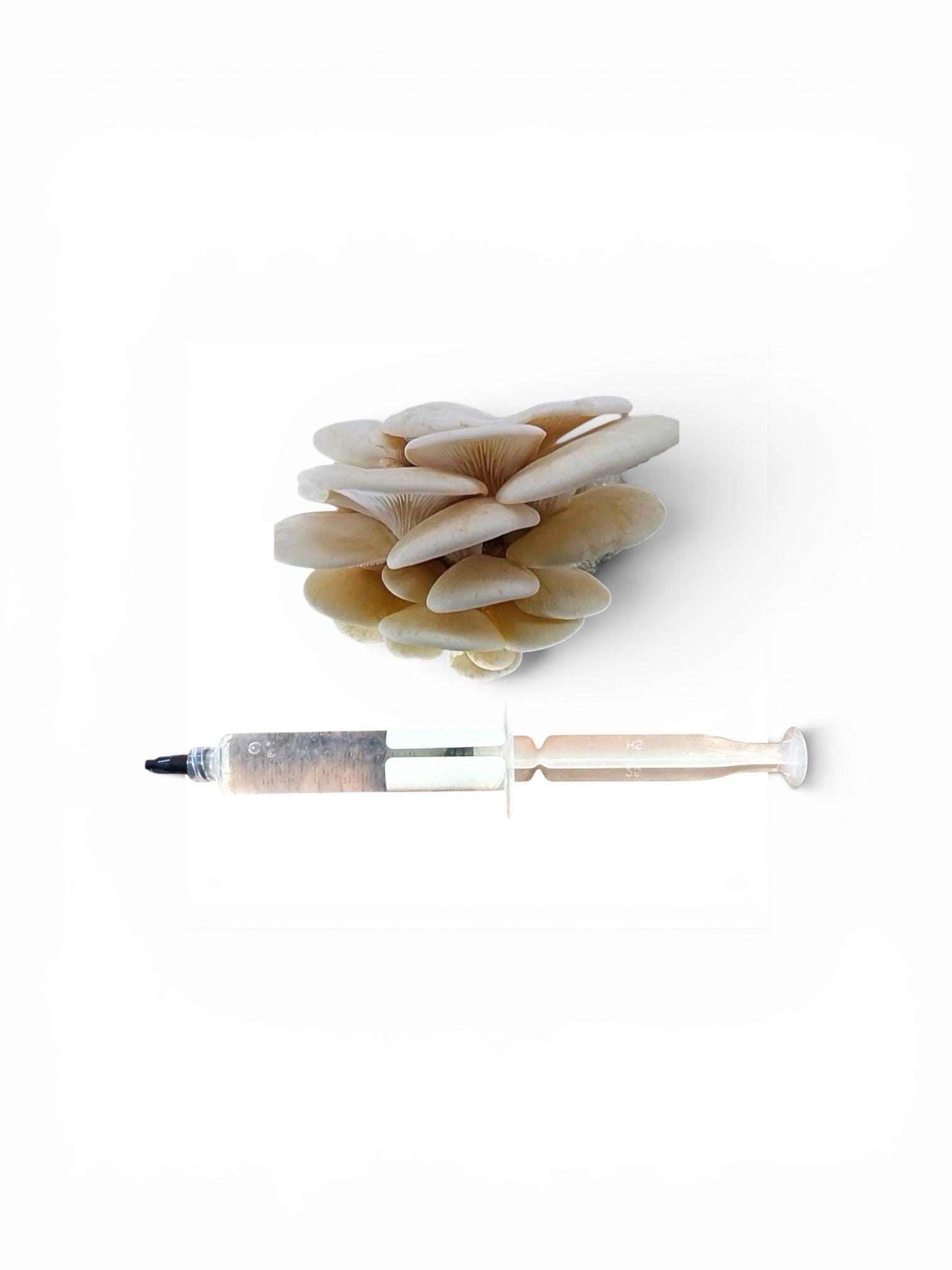 Gourmet Medicinal Mushroom Liquid Culture Syringe (Hericium/Pleurotus and more), product view 9