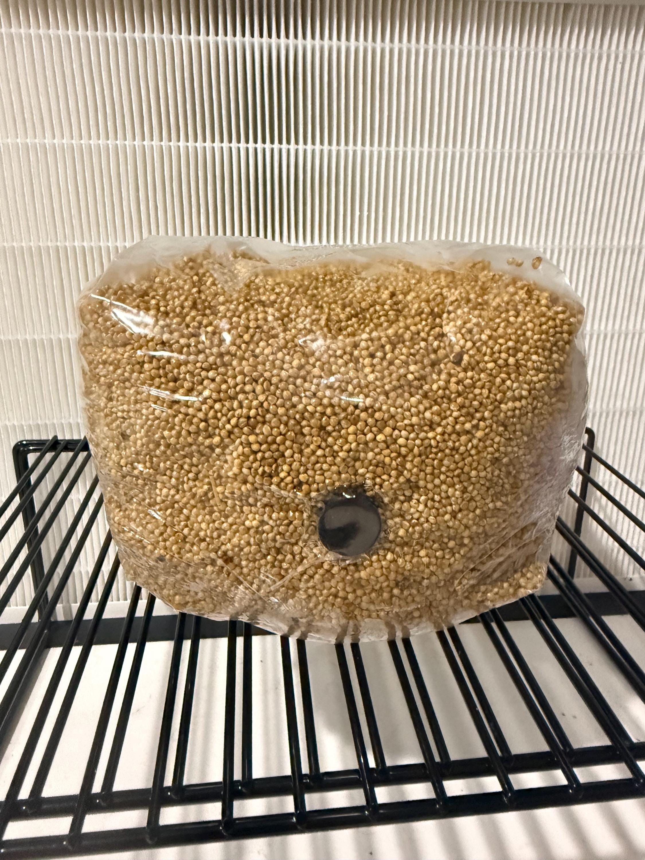 Millet Grain Spawn Bags, product view 4