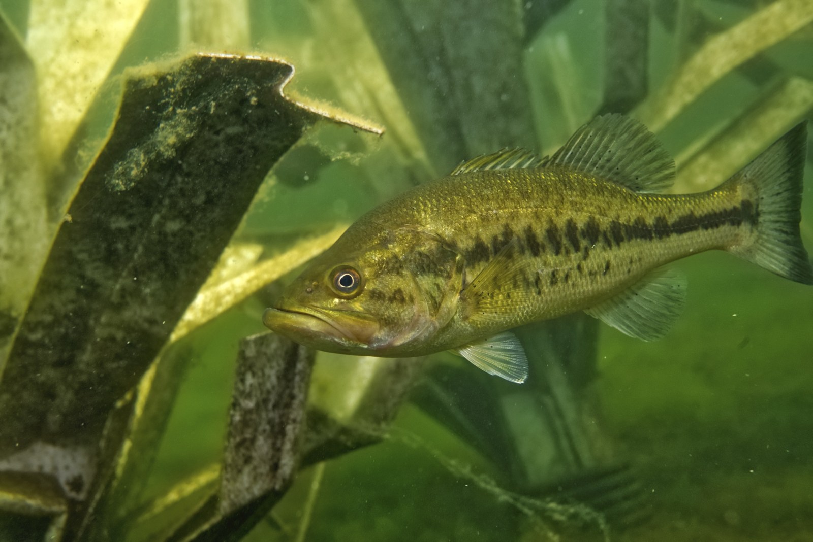Bass swimming among flat Fishiding PVC habitat limbs underwater