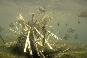 Grow forage habitat example