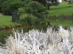 Protect fry habitat example