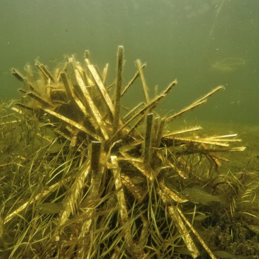 Small fish sheltering within dense reclaimed PVC fish habitat