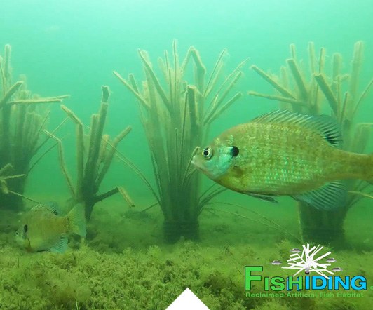 Fish habitat in a pond or lake