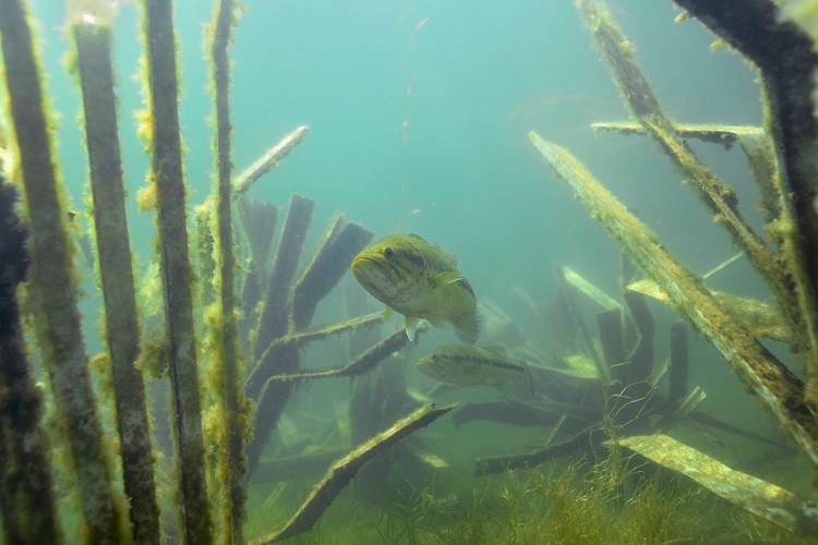 Safehouse Artificial Fish Habitat, view 6