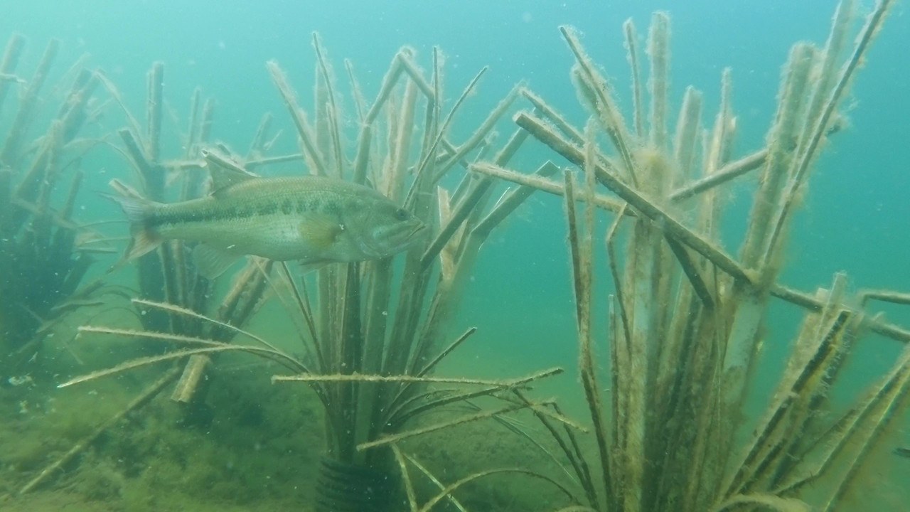 The Bunker Transition Fish Habitat, view 5