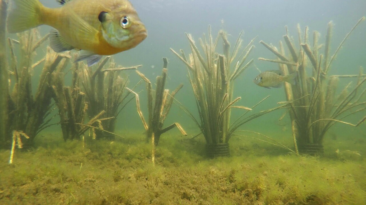 The Bunker Transition Fish Habitat, view 12