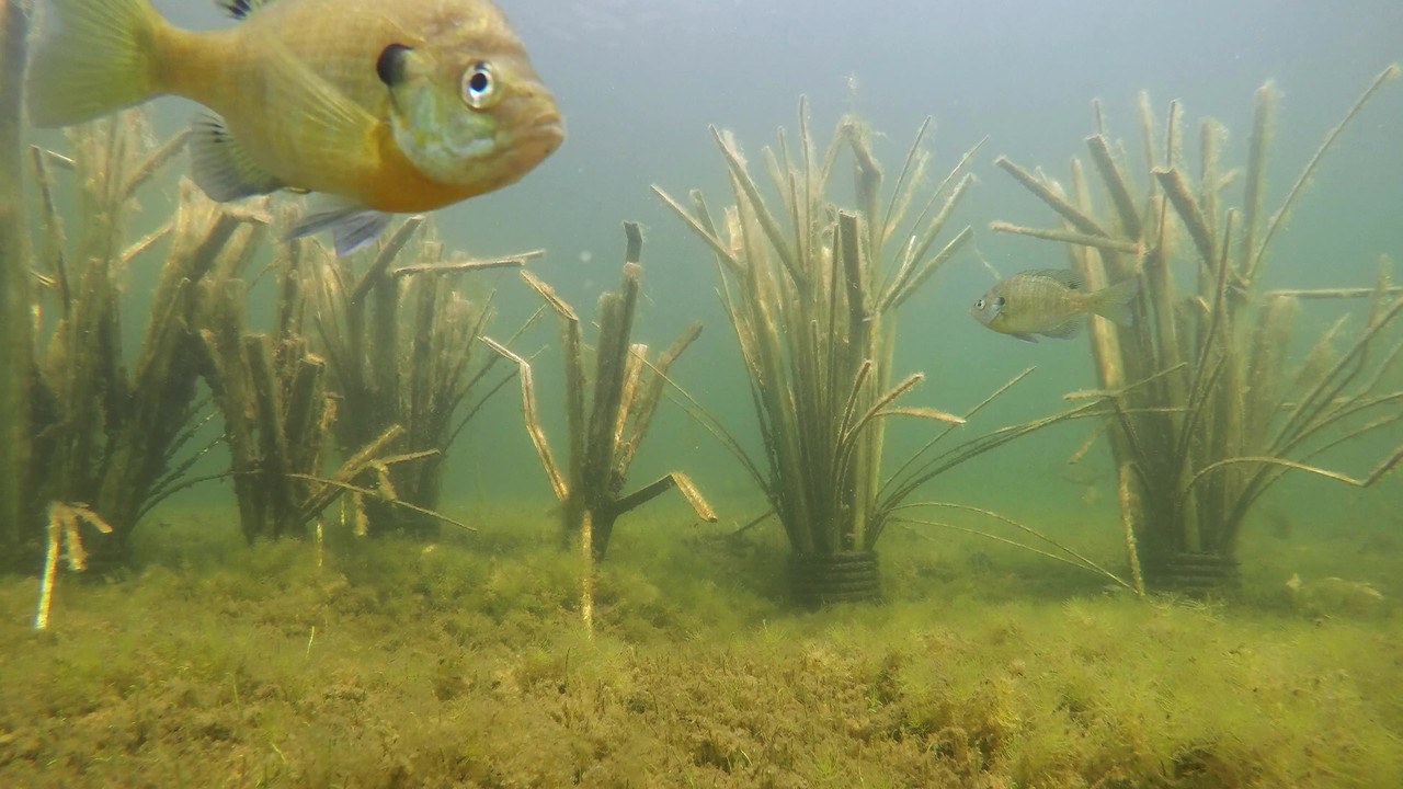 The Bunker Transition Fish Habitat, view 2
