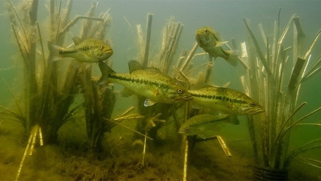 The Bunker Transition Fish Habitat, view 11