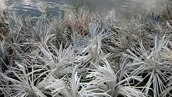Shallow Transition Fish Habitat Combo Five Pack, view 8