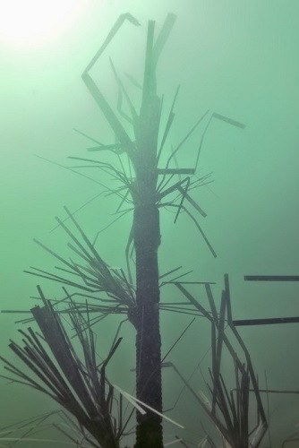 Nine foot fish tree, view 4