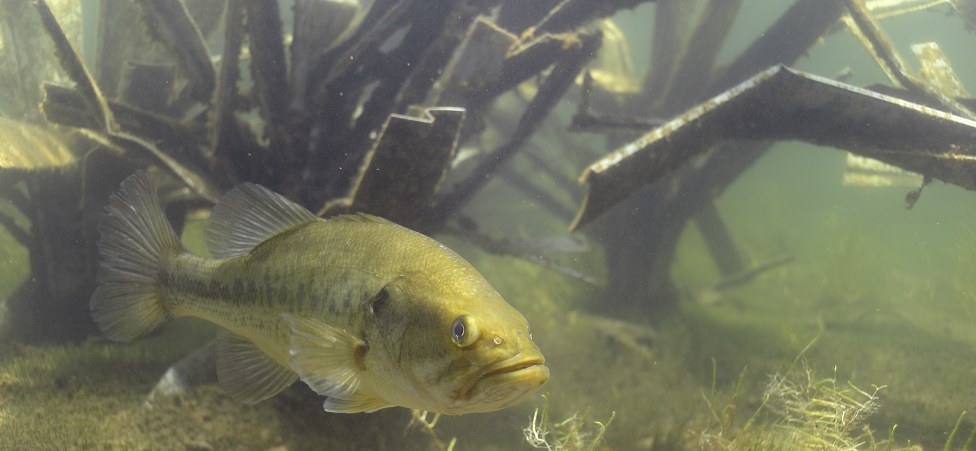 Smallspot fish structure spots, view 10