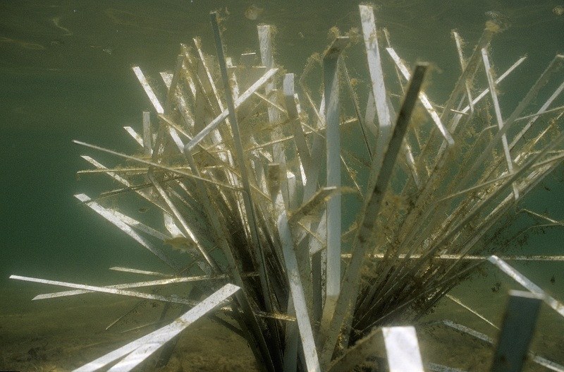 Cradle artificial shallow fry habitat, view 2