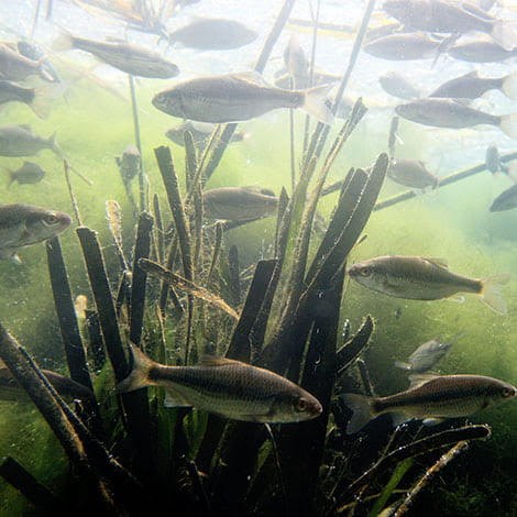 A fish moving alongside a submerged Fishiding habitat