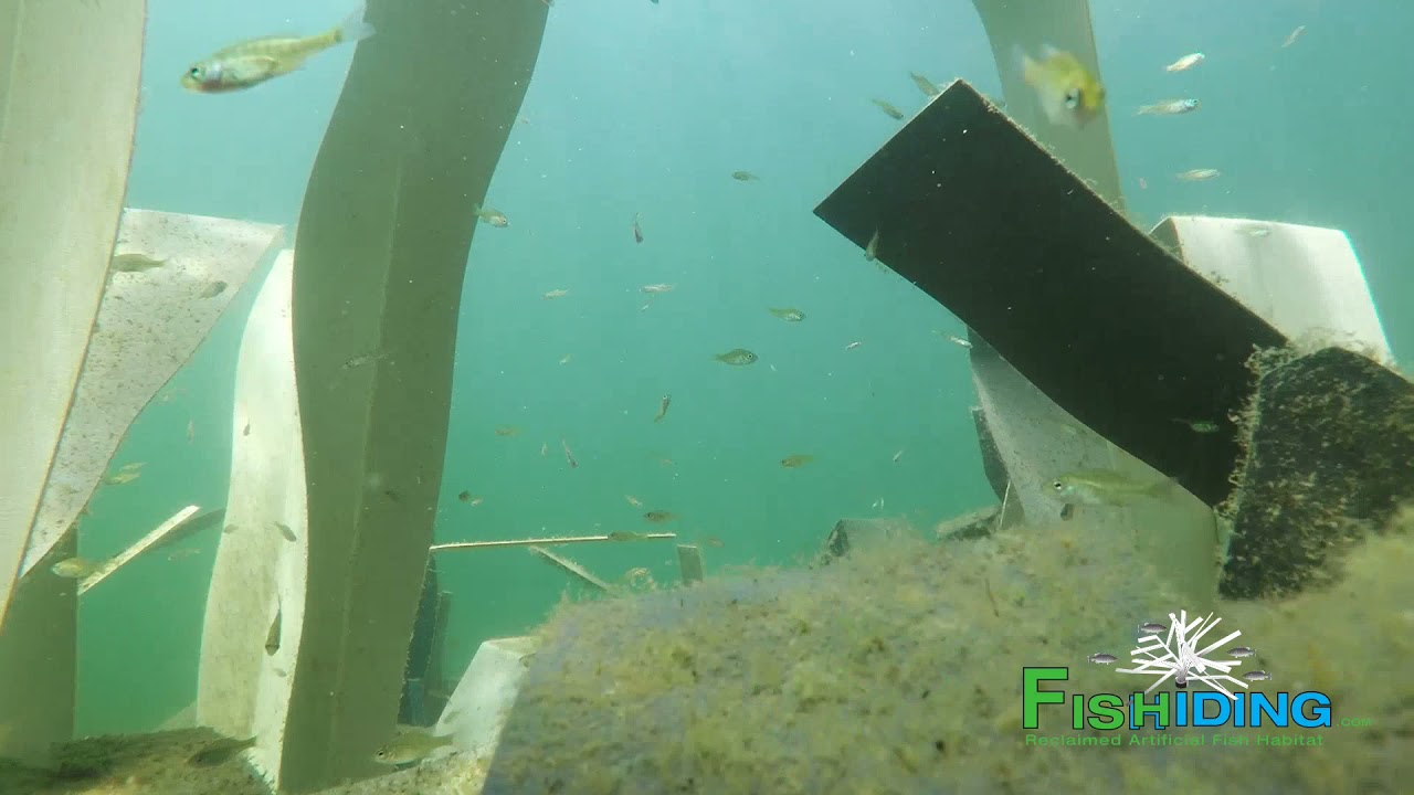 Small fry swimming among Fishiding habitat underwater