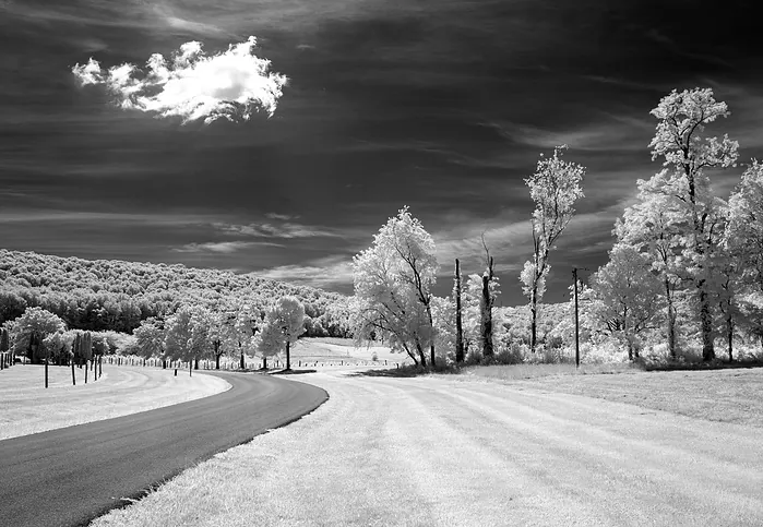 A black-and-white photograph of a quiet road lined with trees.
