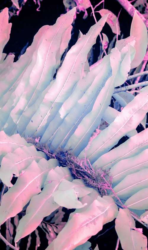 Ghost Fronds by Aboud Dweck