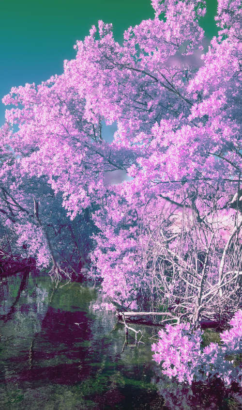 Magenta to Turqoise by Aboud Dweck