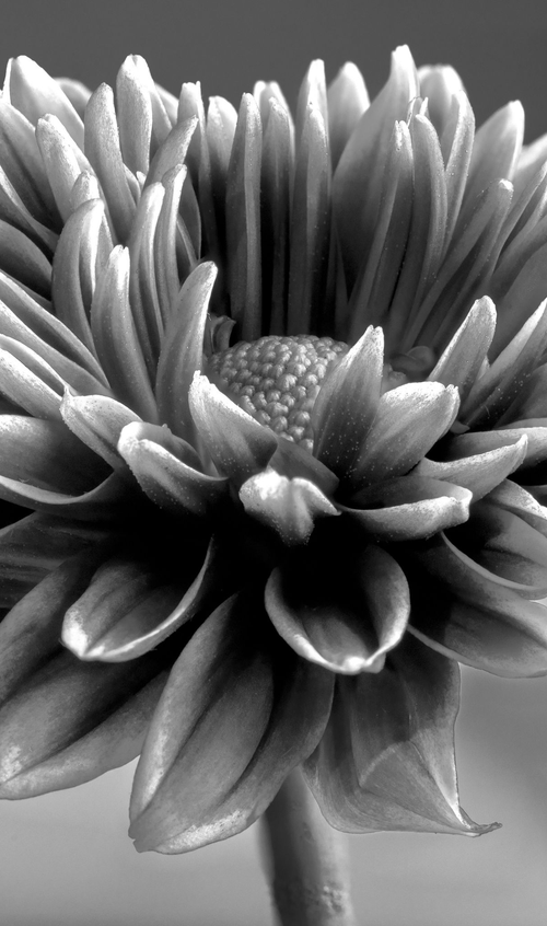 Monochrome Bloom by Aboud Dweck