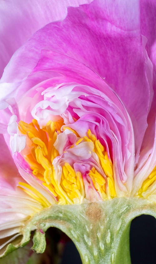 Peony crosscut by Aboud Dweck