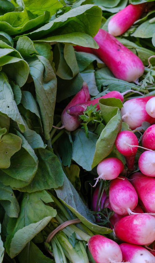 radishes by Aboud Dweck