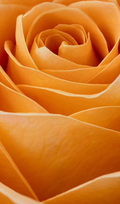 Rose stack by Aboud Dweck