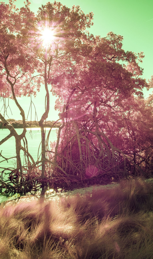 Sun Star by Aboud Dweck