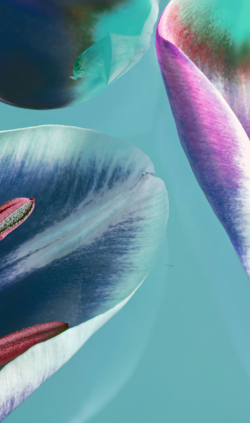 Tulip petals by Aboud Dweck