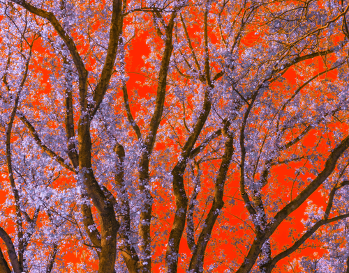 Crimson & violet by Aboud Dweck