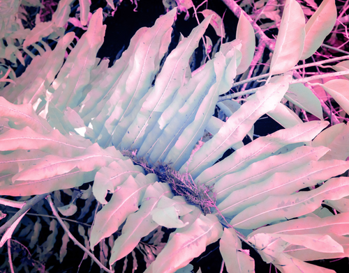 Ghost Fronds by Aboud Dweck