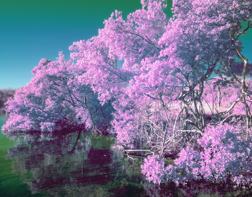 Magenta to Turqoise by Aboud Dweck