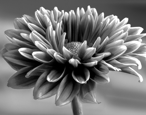 Monochrome Bloom by Aboud Dweck