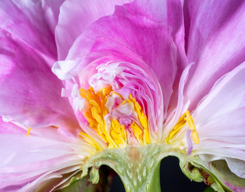 Peony crosscut by Aboud Dweck