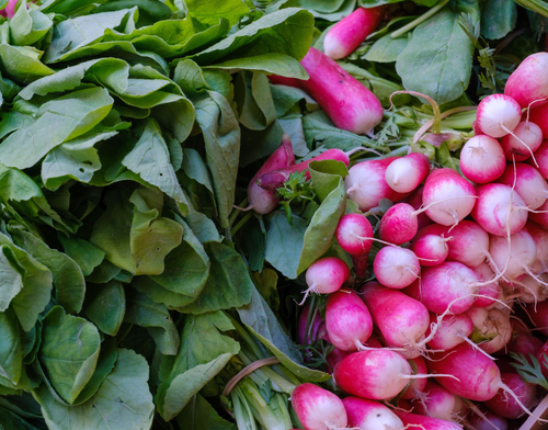 radishes by Aboud Dweck