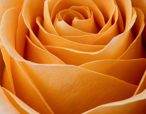 Rose stack by Aboud Dweck