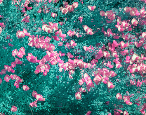 Study in Magenta & Teal by Aboud Dweck
