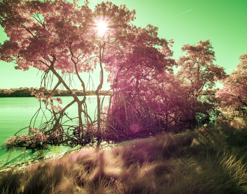 Sun Star by Aboud Dweck