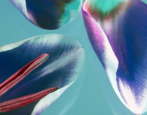 Tulip petals by Aboud Dweck